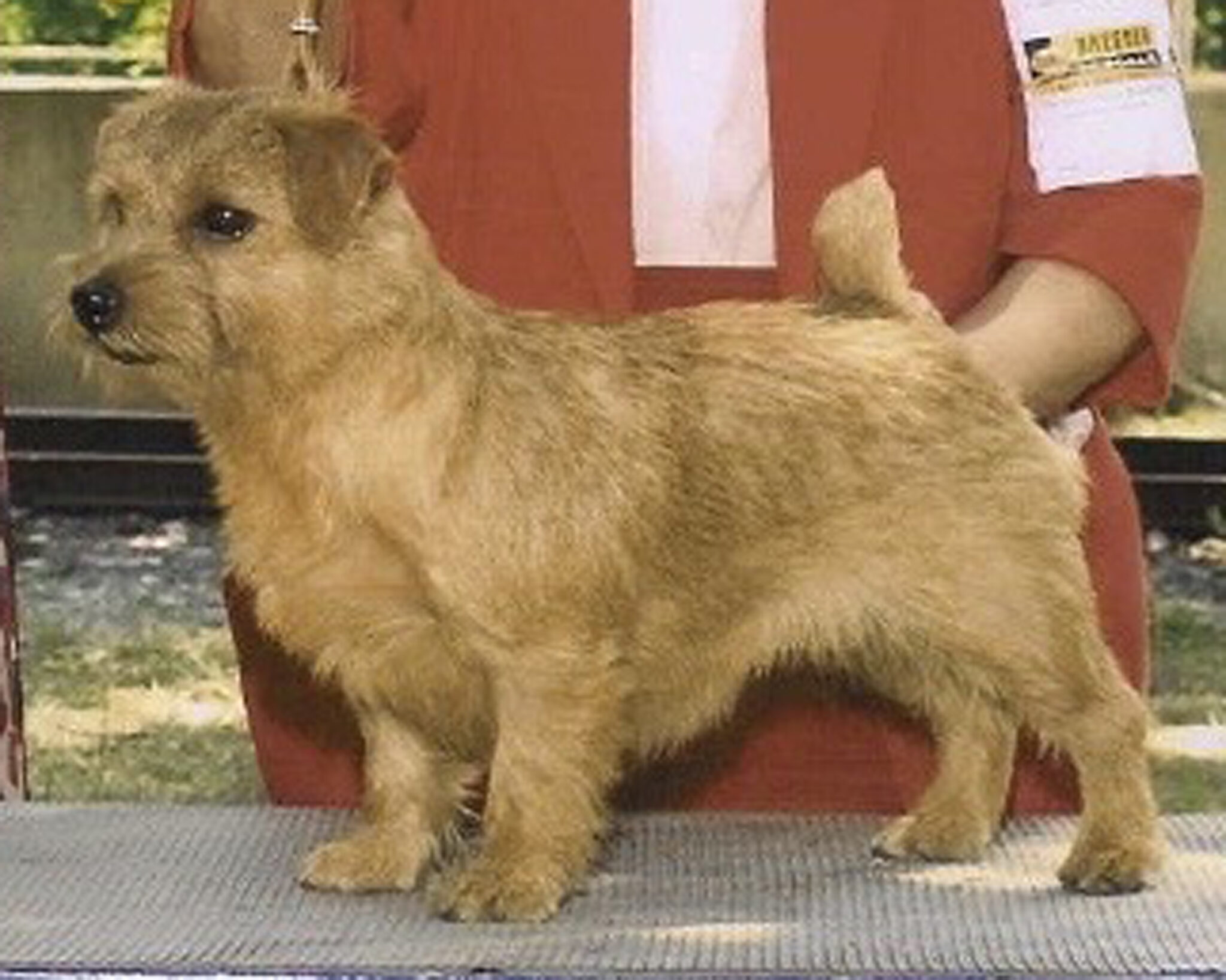 Southeast Kennels 2021 The Norfolk Terrier Club