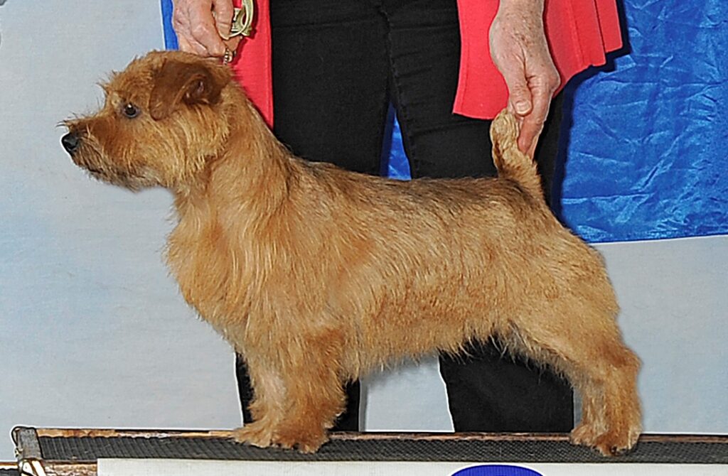 West Coast Kennels The Norfolk Terrier Club