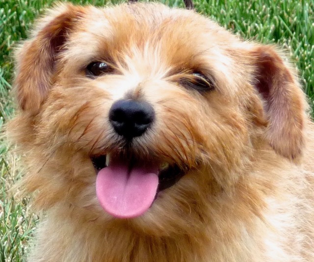 Central Kennels The Norfolk Terrier Club