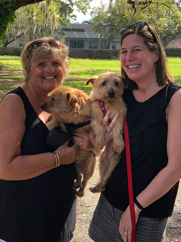 Norfolk terrier sales club rescue