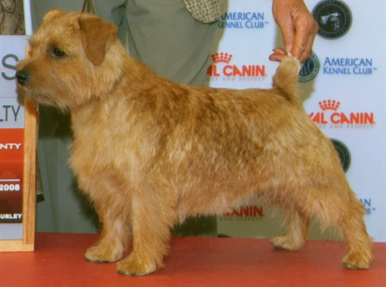 Northeast Kennels – The Norfolk Terrier Club