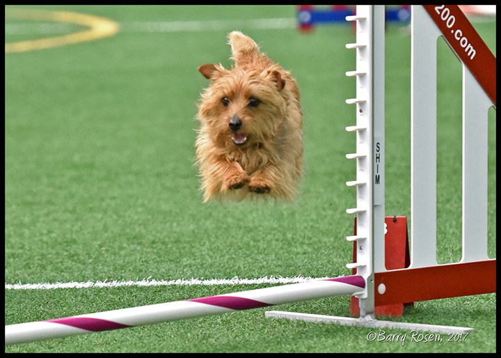 Yorkshire 2024 terrier agility