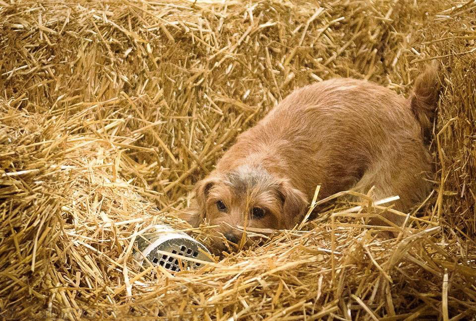 The Norfolk Terrier Club Welcome To The Only Norfolk Terrier Club Affiliated With The Akc