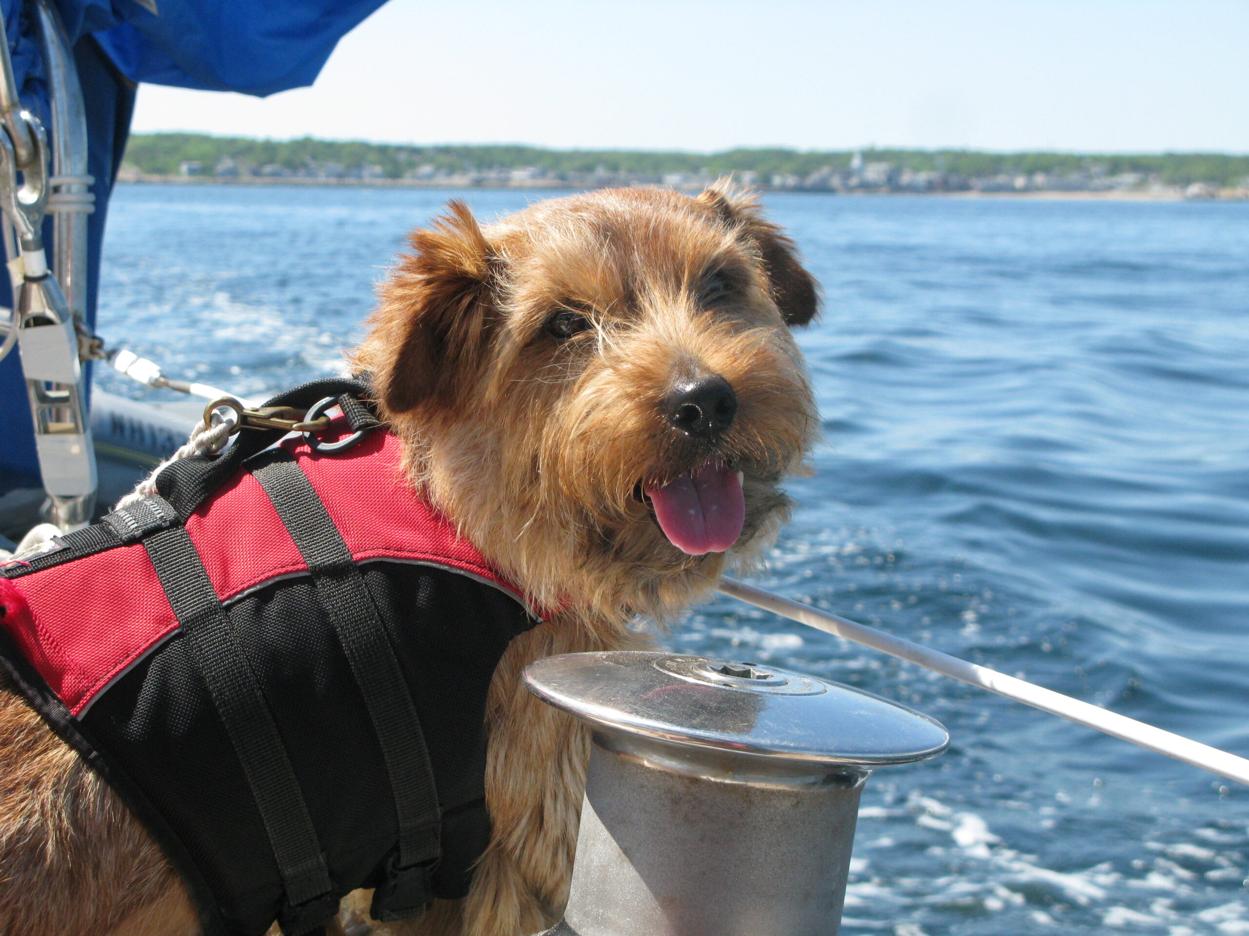 The Norfolk Terrier Club Welcome To The Only Norfolk Terrier Club Affiliated With The Akc