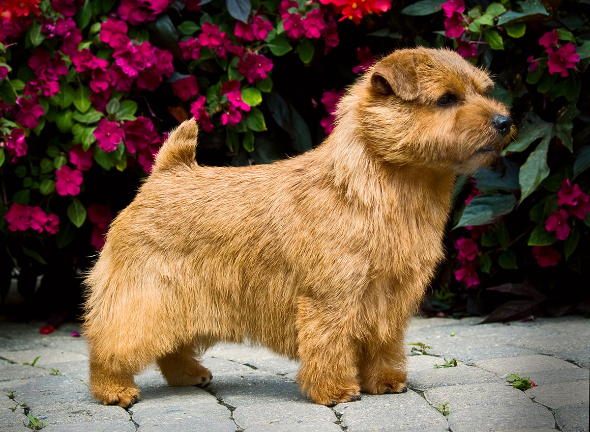 The Norfolk Terrier Club to the ONLY Norfolk Terrier Club