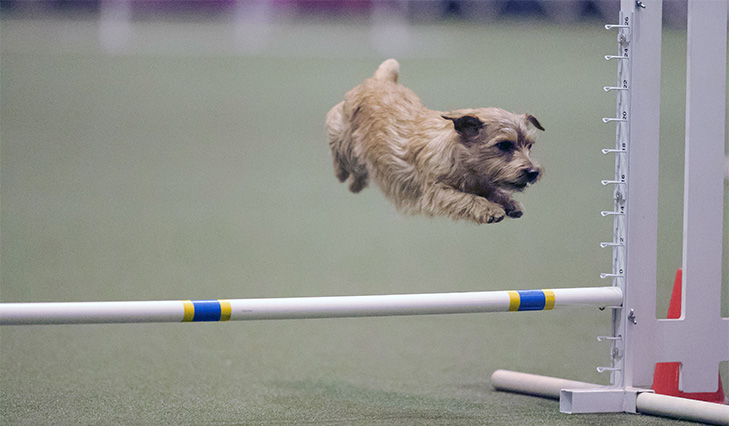 The Norfolk Terrier Club Welcome To The Only Norfolk Terrier Club Affiliated With The Akc