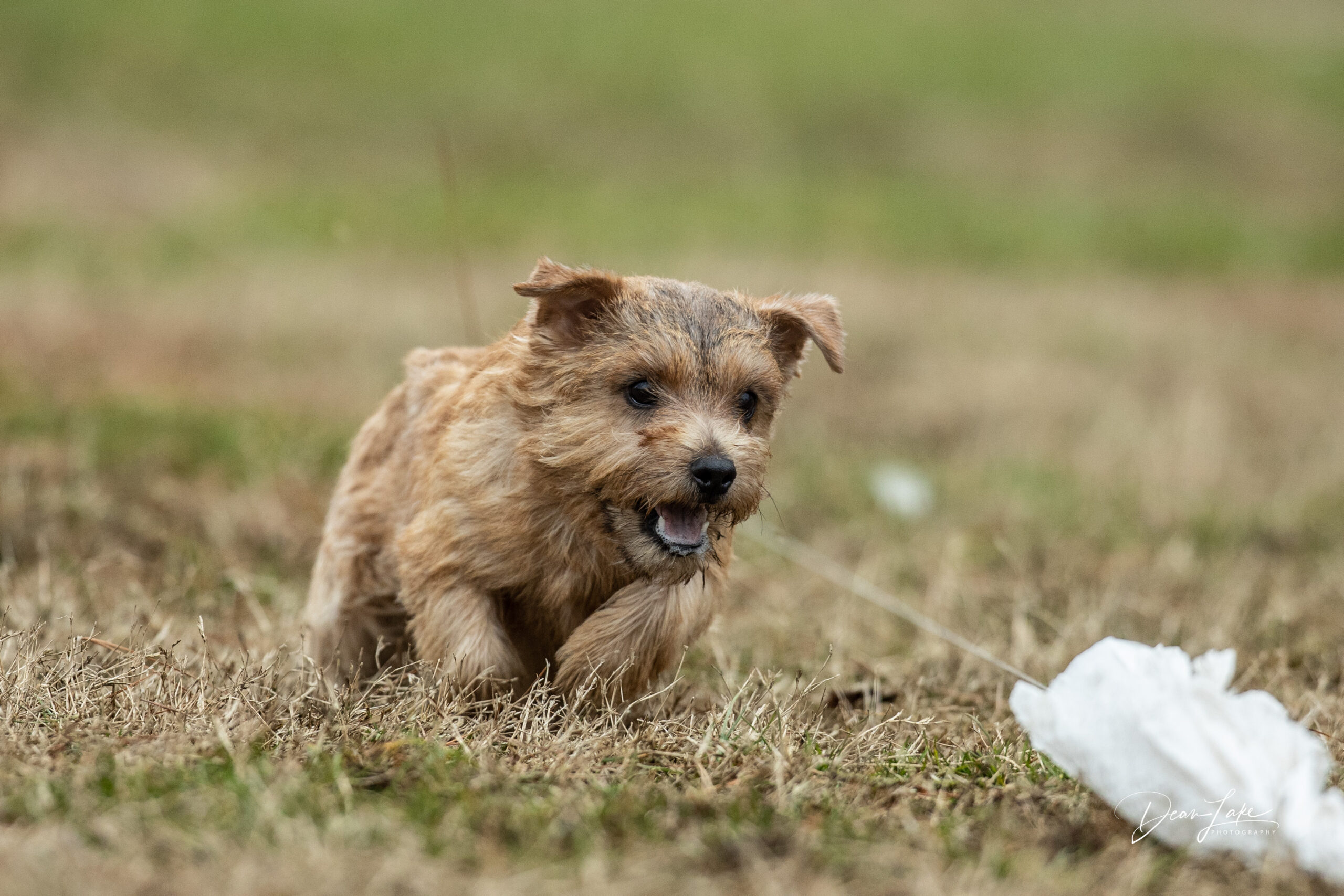 how fast can a wheaten terrier run