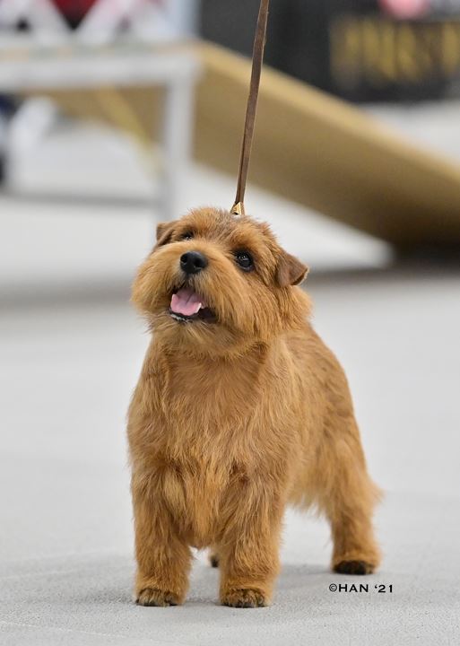Northeast Kennels 2021 – The Norfolk Terrier Club