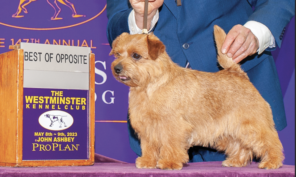 laughing lyon hes the bomb